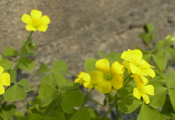 f0214527_2162069.jpg