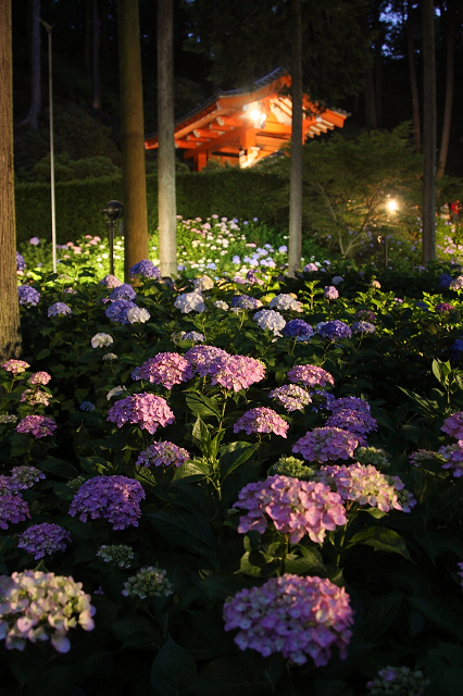 三室戸寺・紫陽花ライトアップ（後編）_b0169330_1985487.jpg