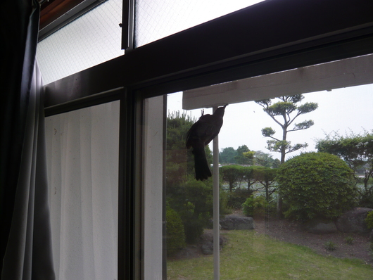 ヒヨドリのひよちゃんが外から羽でノックする（^o^）_a0206332_7591287.jpg