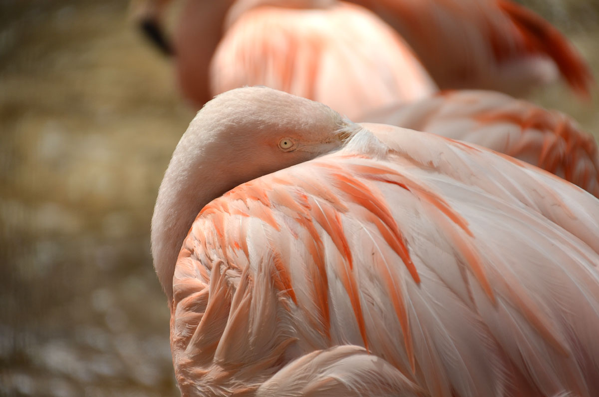 Flamingo by himawari_b0142435_1731620.jpg
