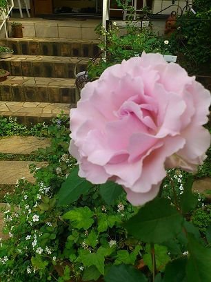 a0146536_22292617.png