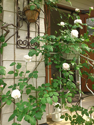 a0146536_22301226.png