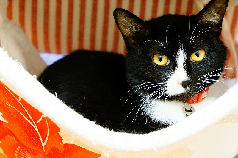 宮崎市宮崎 カフェ 猫ものがたり 新 間違いだらけの猫カフェ選び 宮崎市宮崎 カフェ 猫ものがたり 新 間違いだらけの猫カフェ選び