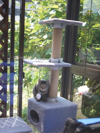 猫のお友だち クロスくんはなこちゃん編。_a0143140_102482.jpg