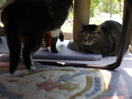 猫のお友だち クロスくんはなこちゃん編。_a0143140_958141.jpg