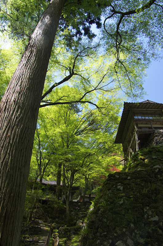 山寺の春（古知谷阿弥陀寺）_f0155048_22562059.jpg