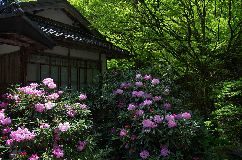 山寺の春（古知谷阿弥陀寺）_f0155048_2258936.jpg