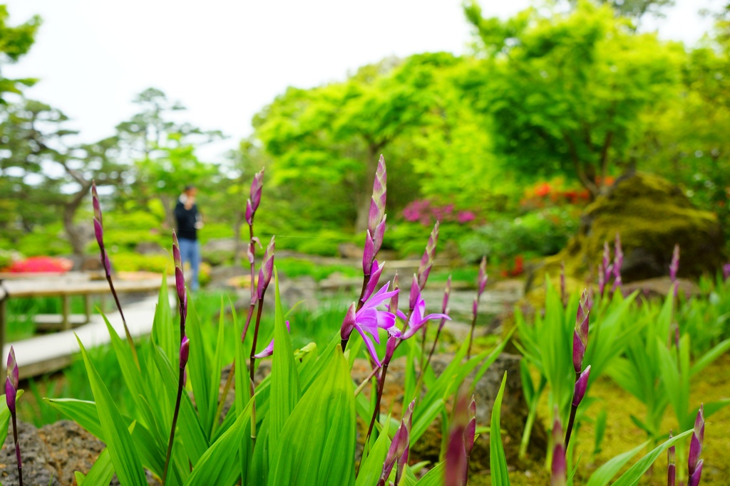 peony（島根県松江市・「由志園」）_e0223456_955267.jpg