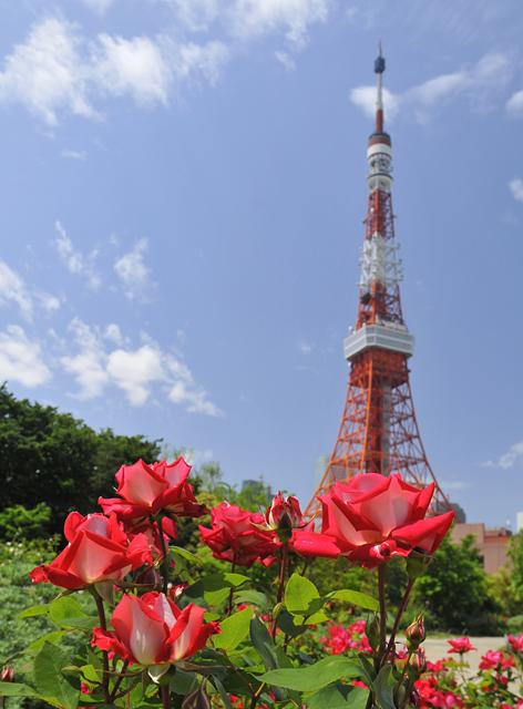東京タワーとバラのコラボ_d0251161_965823.jpg