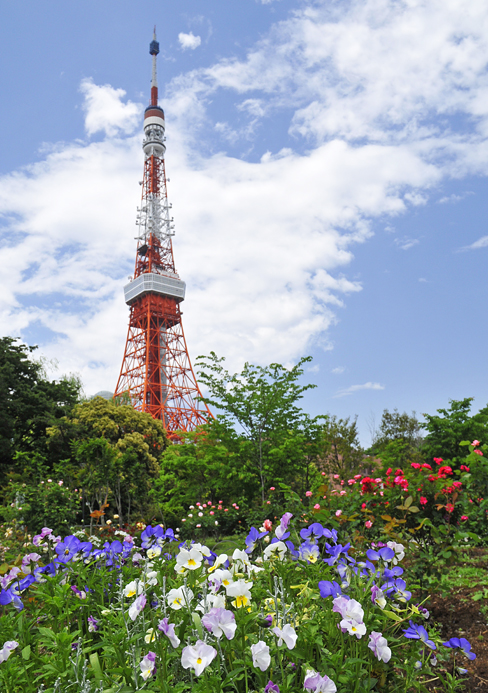 東京タワーとバラのコラボ_d0251161_981825.jpg