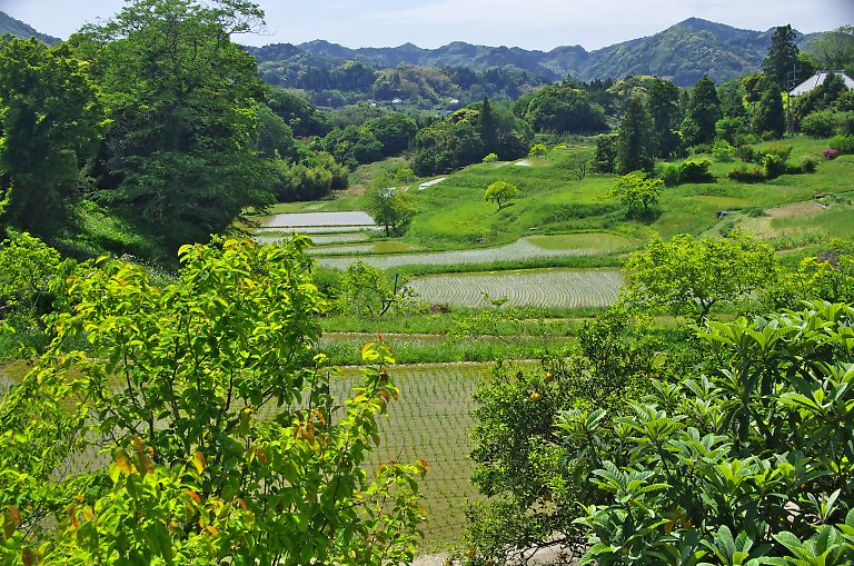 鴨川　大山千枚田（２）(５月１６日）_c0057265_3195724.jpg