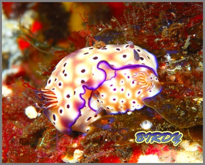 コヤナギウミウシ 三宅島_e0273365_21285344.jpg