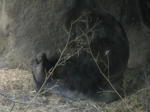 ～上野動物園～_a0113875_22244914.jpg