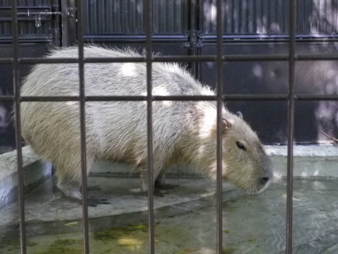 ～上野動物園～_a0113875_22255619.jpg