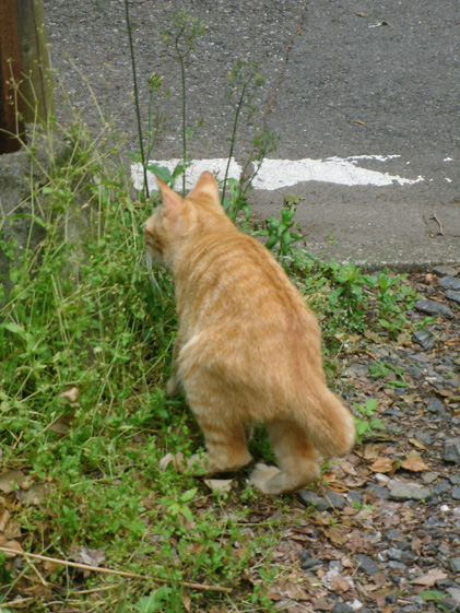 とほほ顔の茶トラさん_e0112077_2491431.jpg