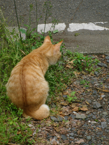 とほほ顔の茶トラさん_e0112077_2492342.jpg