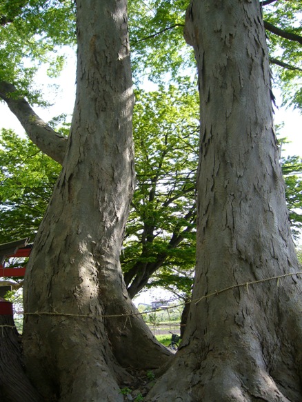 愛宕神社_c0198781_0103313.jpg