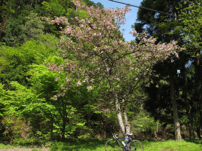 満開、そして散り桜。桃源郷のような光景！佐々里峠－春の緑に魅せられて花脊～美山・京北サイクリング③_e0138081_634085.jpg