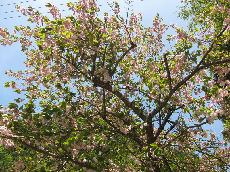満開、そして散り桜。桃源郷のような光景！佐々里峠－春の緑に魅せられて花脊～美山・京北サイクリング③_e0138081_652049.jpg