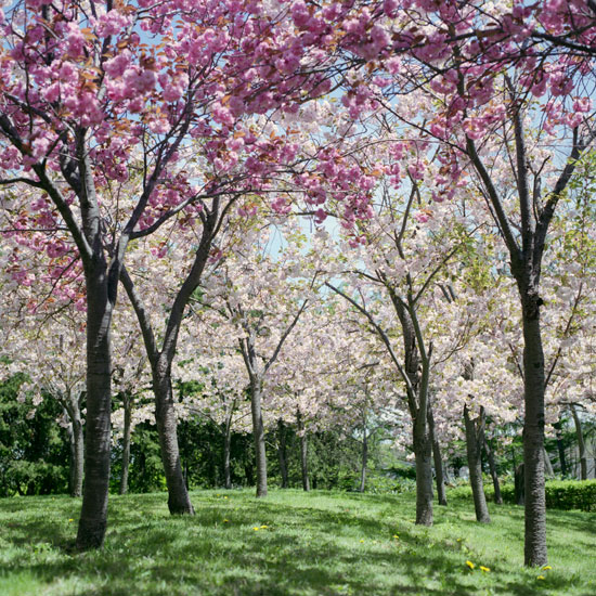 天神山緑地で八重桜_c0160185_22331125.jpg