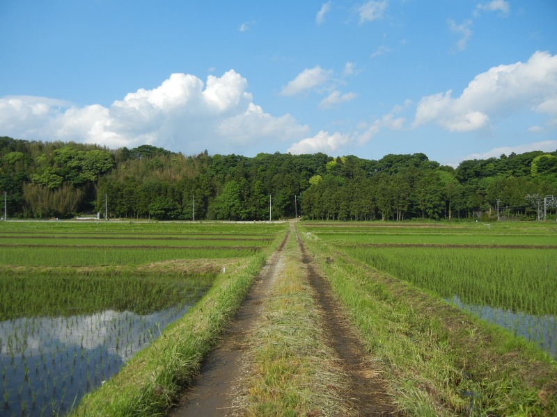 徒歩接続チャレンジ【物井→佐倉】_b0013293_13534348.jpg