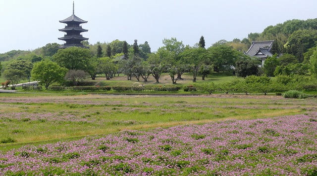 岡山三大花めぐり_c0125501_19461247.jpg