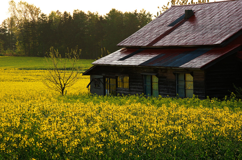 滝川市 菜の花 11 5 31 へっぽこハイカーのフォトログ