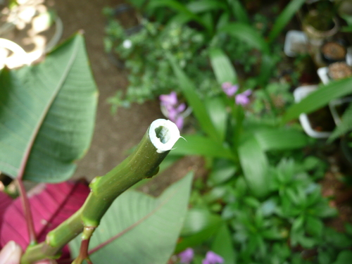 ポインセチア植え替え 花 枯れました