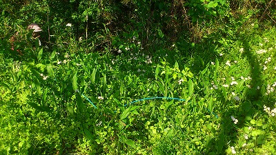 e0270403_004791.jpg