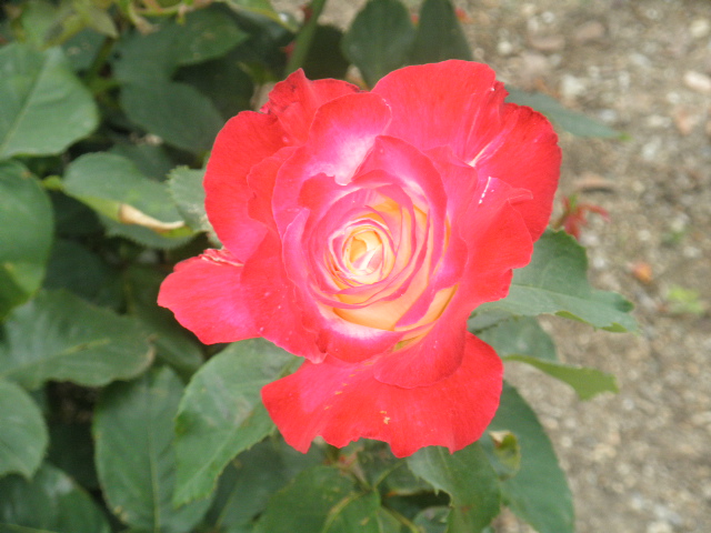 c0152507_8433756.jpg