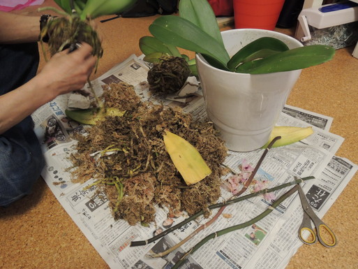 胡蝶蘭植え替え 461な日々