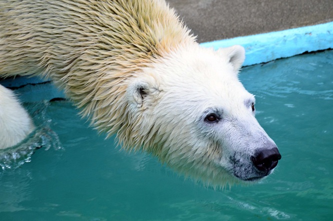 曇天の日曜日の浜松市動物園　～　キロルの陽気なおもちゃ遊び_a0151913_21143170.jpg