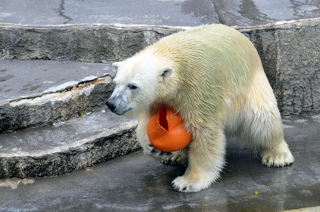 曇天の日曜日の浜松市動物園　～　キロルの陽気なおもちゃ遊び_a0151913_21574694.jpg