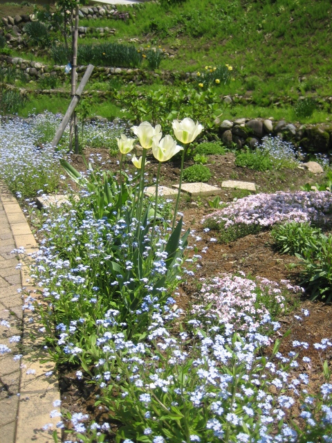 裏庭の様子と花束_f0067514_836822.jpg