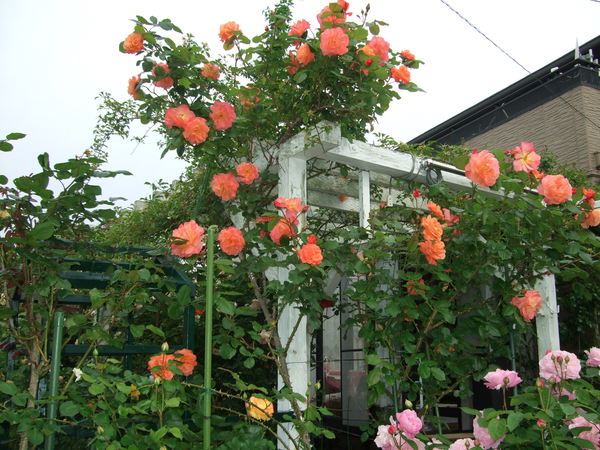 b0132024_8444037.jpg
