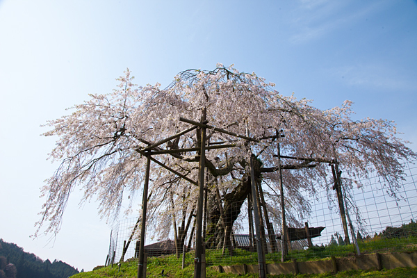 畑のしだれ桜2012_a0166729_20383152.jpg