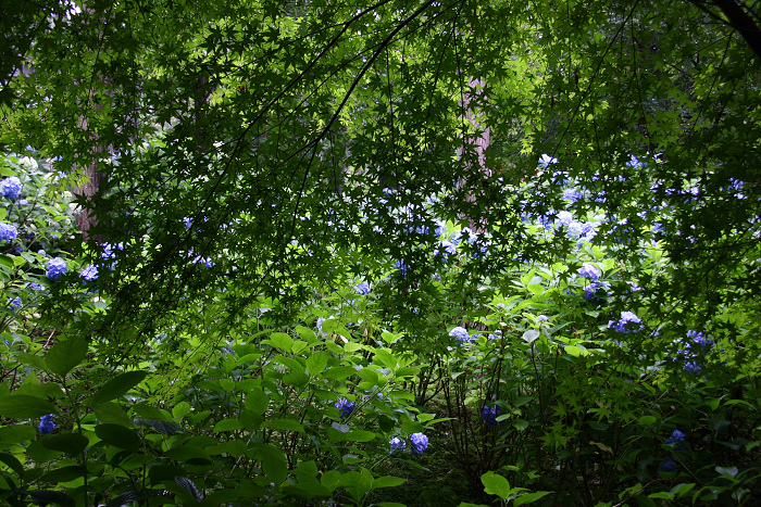 初夏の大原 －大原三千院－_b0169330_22192172.jpg