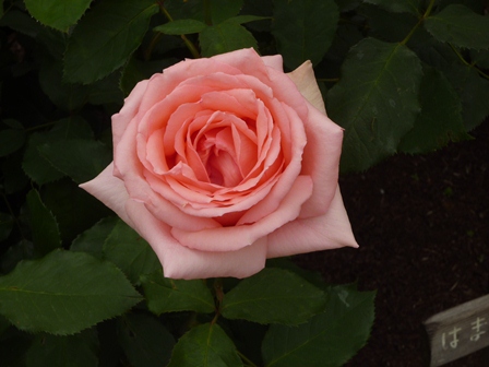 b0226431_232499.jpg