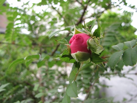 f0041031_22493036.jpg