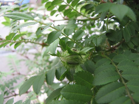 f0041031_22502119.jpg