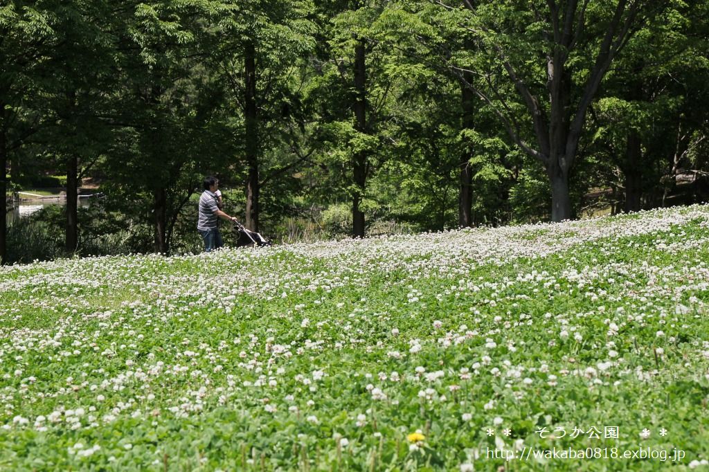 新緑のそうか公園～♪_e0052135_17435968.jpg