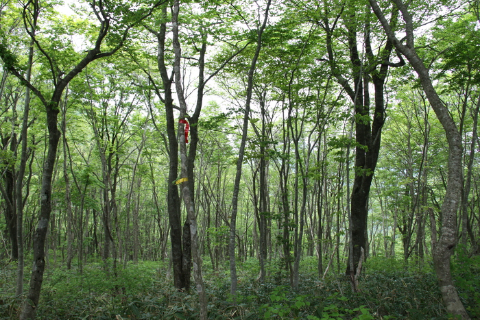 大万木山（おおよろぎさん）　サンカヨウ　5月20日_c0115938_19503639.jpg