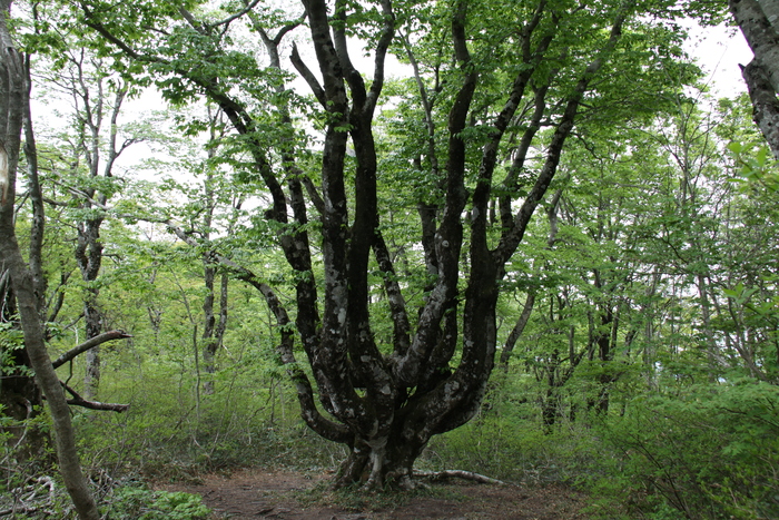 大万木山（おおよろぎさん）　サンカヨウ　5月20日_c0115938_1951073.jpg