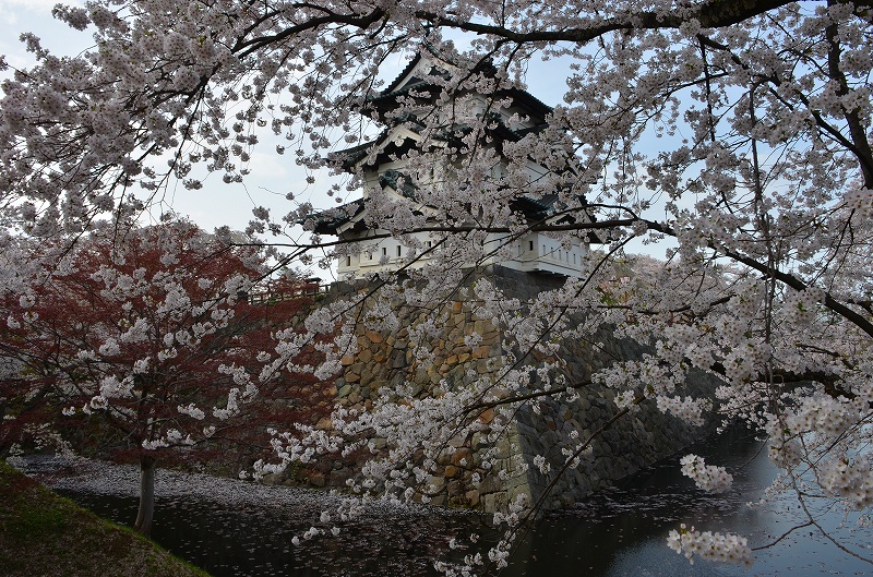 弘前城の桜_c0220040_2233183.jpg