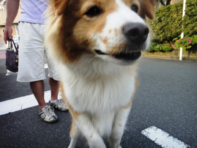 お散歩と春の香りの花_e0195743_21412398.jpg