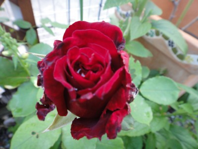 満開のバラ・・・写真記録_e0195743_21534678.jpg
