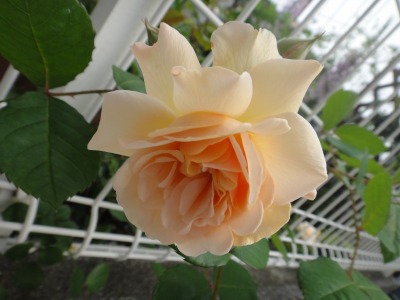 満開のバラ・・・写真記録_e0195743_21542697.jpg