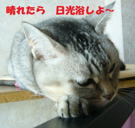 日食メガネ_f0002743_21544629.jpg