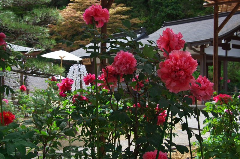 牡丹も美しい岡寺（後編）_f0155048_234580.jpg