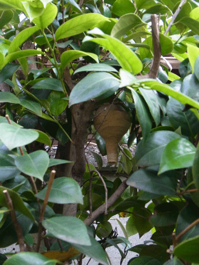 e0010353_1882116.gif